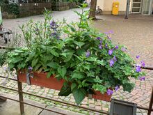 Insektenfreundlicher Blumenschmuck mit nicht-heimischen Pflanzen. Bild: Universitätsstadt Tübingen